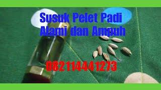 Susuk Pelet Padi Ampuh