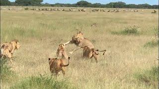 Rogue male lions mess with the wrong  lion pride