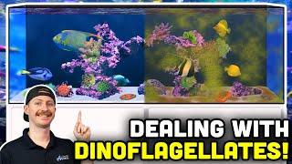 Dinoflagellates in Reef Aquariums: Identify and Rectify YOUR Tank's Problem!