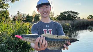 Topwater Fishing for Snakeheads, Bowfin, and Bass in New Jersey Marshes!