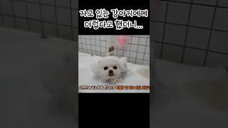 강아지에게 더럽다고 놀렸더니 씻으러 감ㅋㅋㅋ