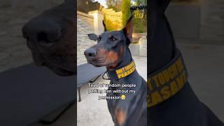 No touchy touchy #doberman #dog #funny