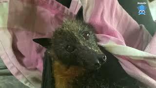 Flying-fox in care:  this is Tiddly, doing better