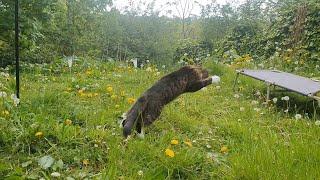 Kitties First Time Outside - Fun in the Sun | Manchester Moggies