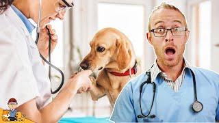 The "Best" Veterinary Care Is Killing Pets...