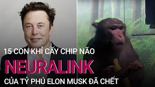 15 con khỉ cấy chip não Neuralink của tỷ phú Elon Musk đã chết | VTC Now