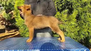 Puppies for Sale | Korean Jindo Dog