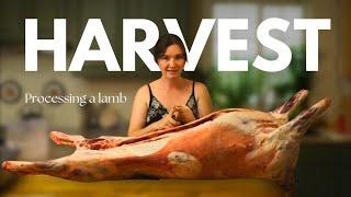 Pocessing Meat at Home: Let's Breakdown this Lamb!