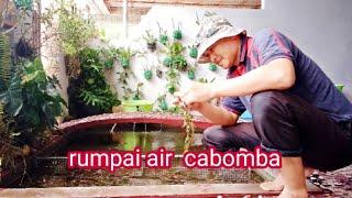 Buat Sarang Anak Benih Ikan Talapia Dari Rumpai Air Cabomba Parit Bendang