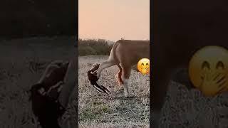 Hilarious Animal Compilation | Laughing Paws #shorts