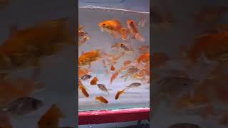 Gold fishes #shorts #youtubeshorts #goldfish #growth #short