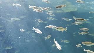 Tiergarten Zoo Aquarium Fishes. Schloss Schönbrunn Austria, Vienna. Perfect Recreation among Animals