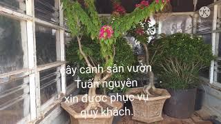 cây cảnh sân vườn,