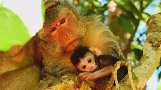 How Sweet Mother & Baby Monkey ? Baby Adorable Monkey Got Very Happiness With Mommy,