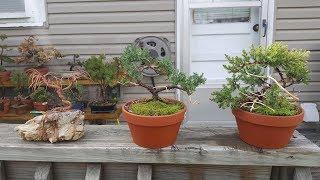 BnB 2018 Bonsai nursery update on favorite trees