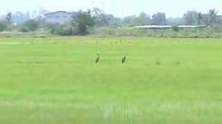 Rice Institute Seeks To Develop New Varieties