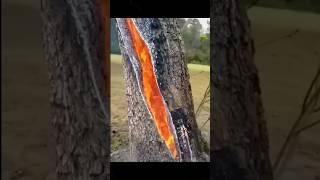 Tree That Uses Electricity  By MAX Gyan