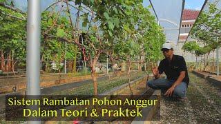 Sistem Rambatan Anggur. Kelebihan dan Kekurangannya [Sawarga Grape]