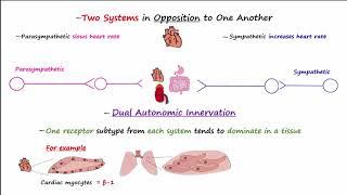 Autonomic Nervous System