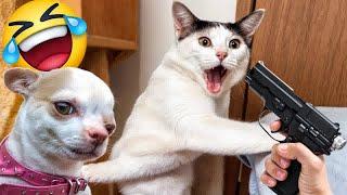 I would die laughing for these FUNNIEST Cats Funniest Cat ReactionPart 13