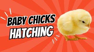 BABY CHICKS HATCHING