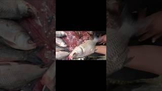 Indrajeet Fishing Vlogs #fishing #fish #ytshorts