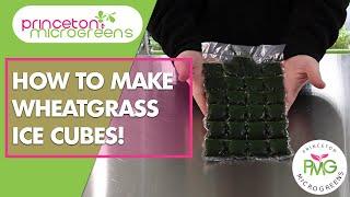 How to make Wheatgrass Ice Cubes for your Market!