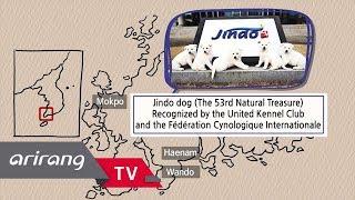 [Arirang TV] Smart, Brave, and Charming 'Korean Jindo dogs'