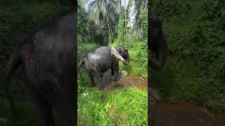 ഇക്കാ നമുക്ക് വീട്ടിൽ വലിയൊരു swimming pool ഉണ്ടാക്കണം. ഈ തോട്ടിലുള്ള വെള്ളം കുറഞ്ഞുവരാണ് | kaveri