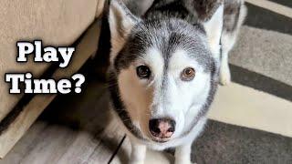 My Husky HAS To Play This Game . . . or Else!