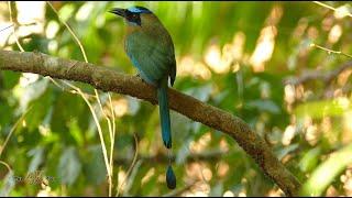 Panama part 1/2: Stunning 6h collection of nature and wildlife in 4K