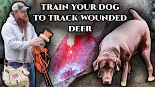 Training Dog to Track Wounded Deer: Bring Out Their Natural Ability!