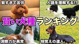 【実は飼いにくい？】賢くて知能の高い犬種ランキング！！