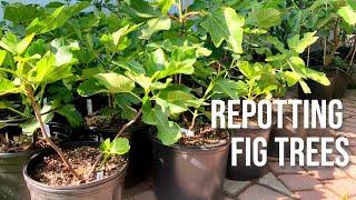 The BEST TIPS for Repotting Fig Trees | Planting a Fig Tree in a Pot for Success