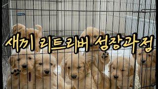 새끼 리트리버 성장과정)새끼 리트리버 돌보는 골든리트리버 부모견ㅣThe growth process of retriever puppies