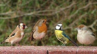Birds Chirping and Tweeting in My Garden
