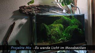 Aquaristik Projekte Mix -Es werde Licht im Moosbecken #aquaristik