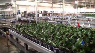 Inside Ter Laak Orchids