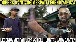 GREBEK KANDANG MERPATI LEGEND YAKUZA, LEGENDA MERPATI JEPANG LELUHURNYA JUARA BANTEN. CALAGA TEAM