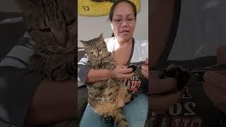 GROOMING MY BABY BOY #catlover #cat #catvideos