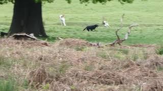 Dog out of control in Richmond Park, chasing deer. Video by Richard White.