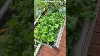 Garden one week later