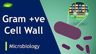 Gram-positive cell wall | Bacterial membrane | lipoteichoic acids |  Basic Science Series