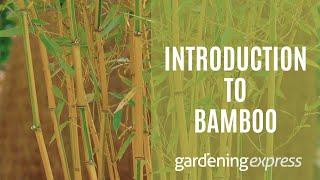 An Introduction to Bamboo Plants - Gardening Express