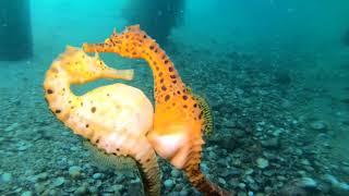 Stunning Video Captures Moment Seahorse Transfers Eggs to Her Partner