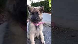 Little Pup's RIDICULOUSLY Cute Ears