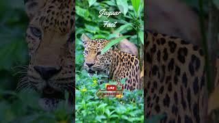 3 Jaguar Facts - Embark on a brief journey into the wild world of the enigmatic jaguar#animalfacts