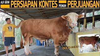 Aji Geni Namanya !! Persiapan Kontes Yang Tak Mudah, Butuh Perjuangan, Modal, Pengorbanan & Telaten