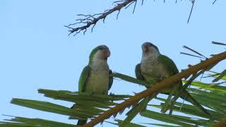 Hungry  Baby  Parakeet