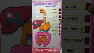 human digestive system working model science project - #shorts  - howtofunda